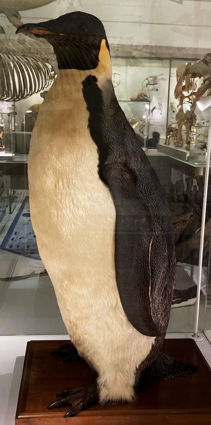 Emperor penguin speciment