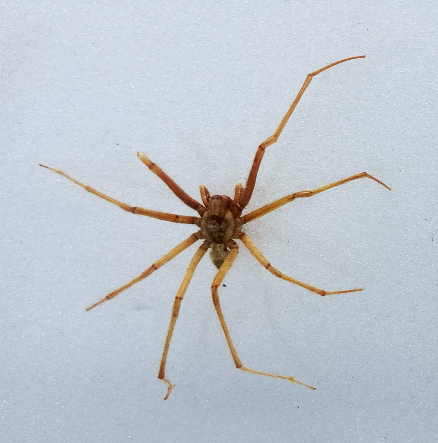 House spider