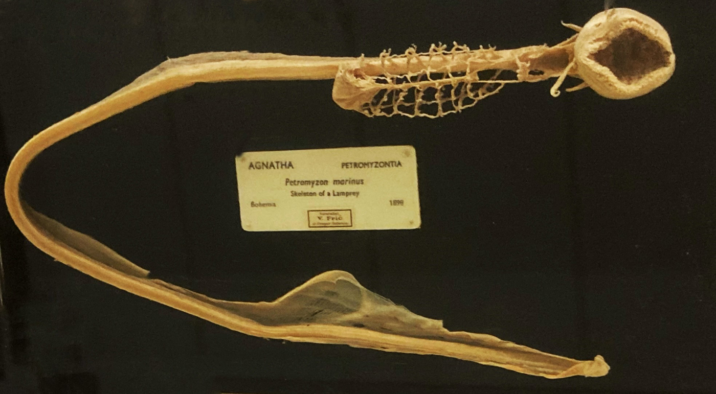 Lamprey skeleton