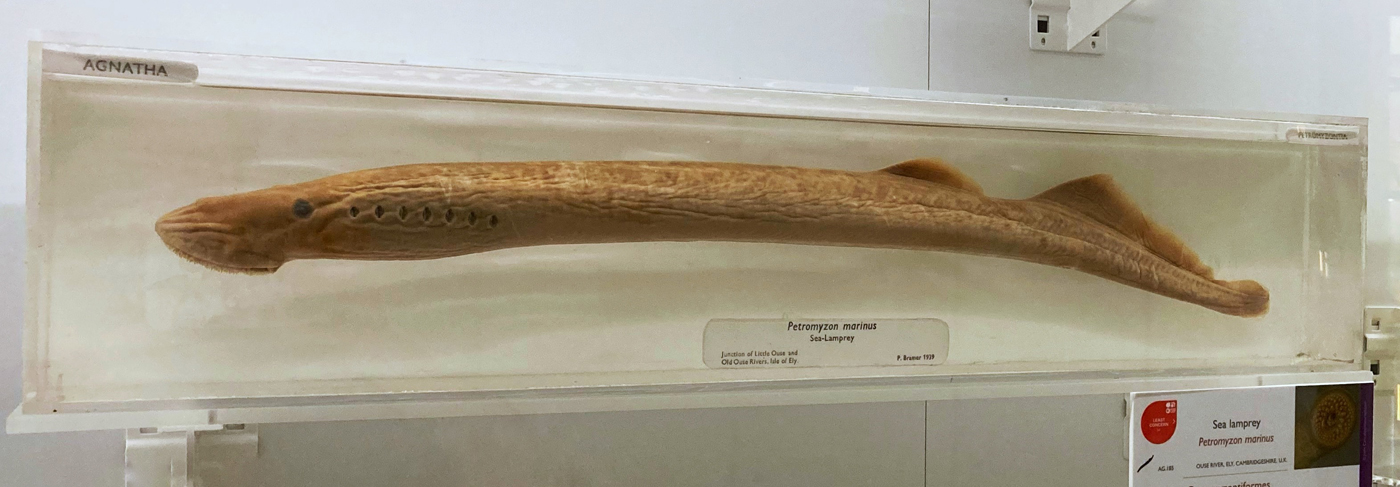 Sea lamprey specimen