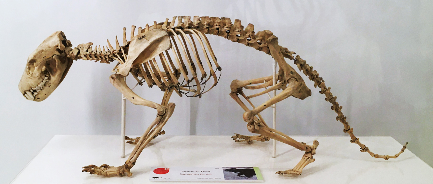 Tasmanian devil skeleton