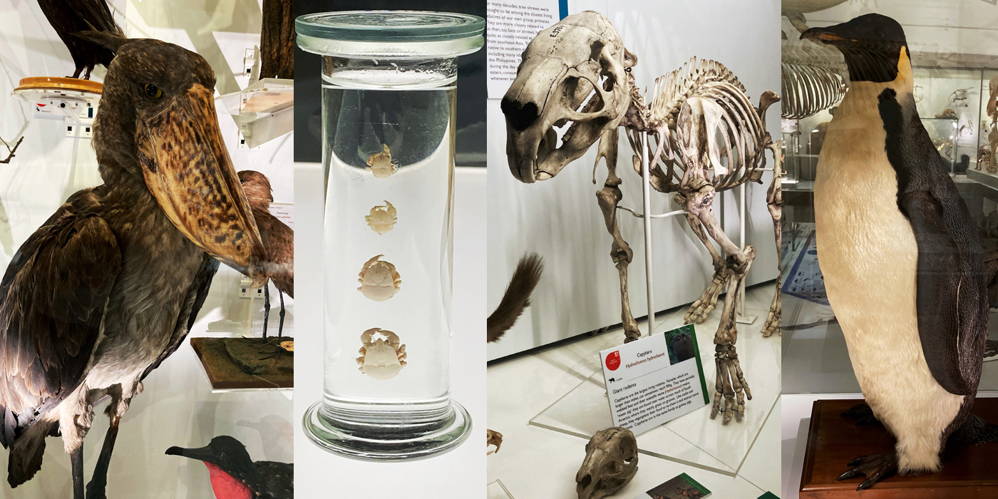 Specimens in the Museum of Zoology representing World Habitats Day