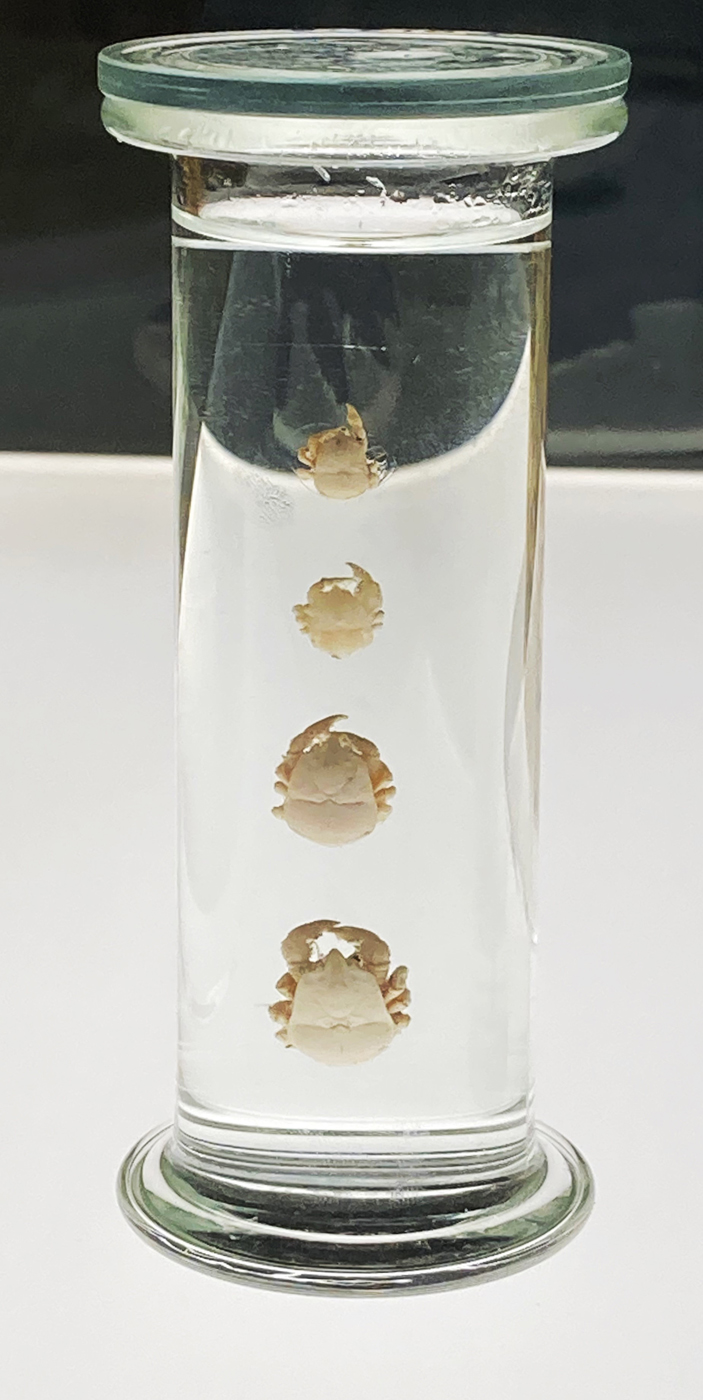 Yeti crab specimens in spirit