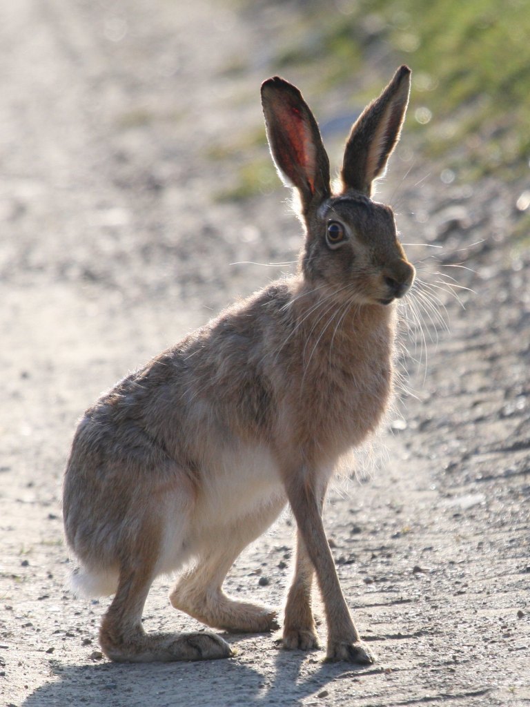 Brown hare