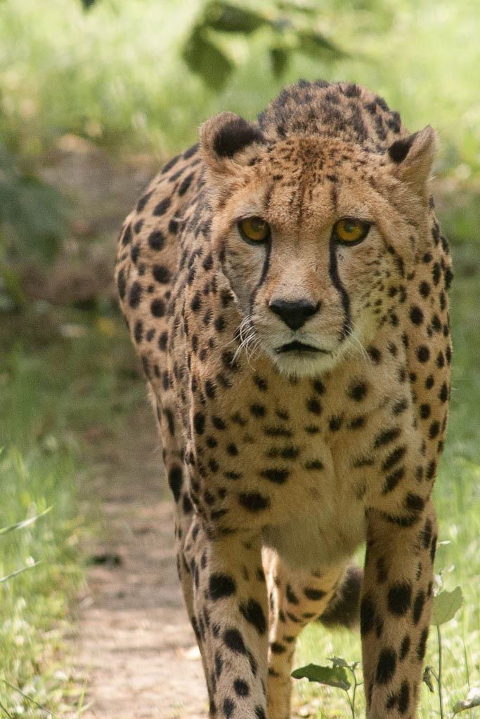 Cheetah