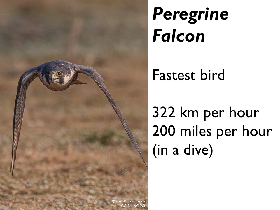 Peregrine Falcon. Fastest bird. 322 kilometres per hour in a dive. 