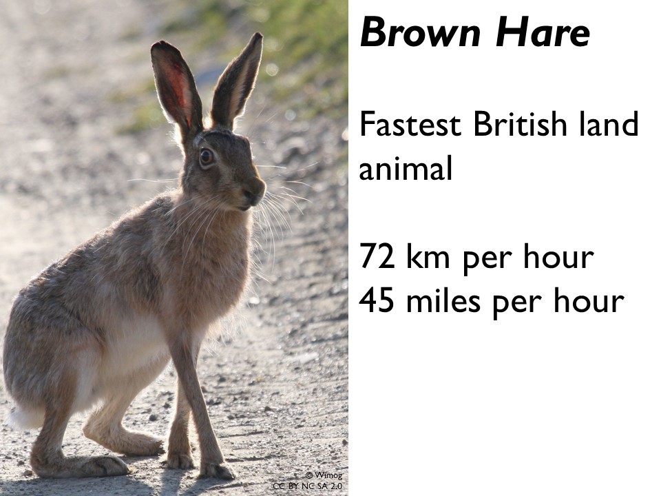 Brown hare. Fastest British land animal. 72 kilometres per hour.