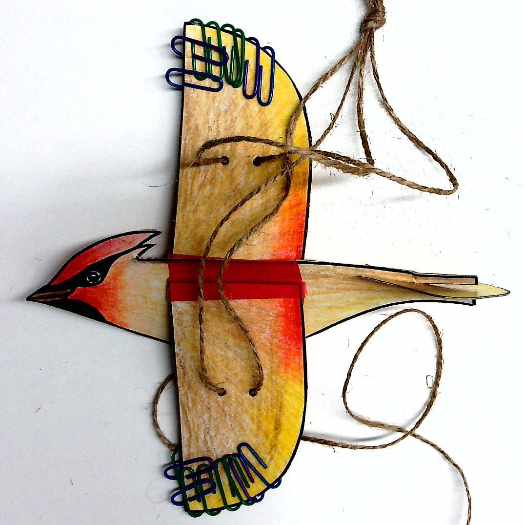 Complete waxwing model with paper clips on the tips of the wings as weights to help them flap.