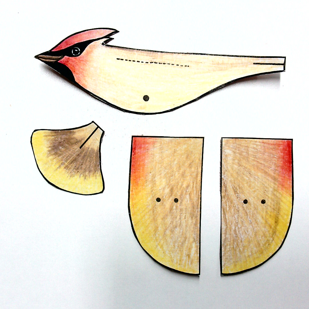 Waxwing model elements cut out