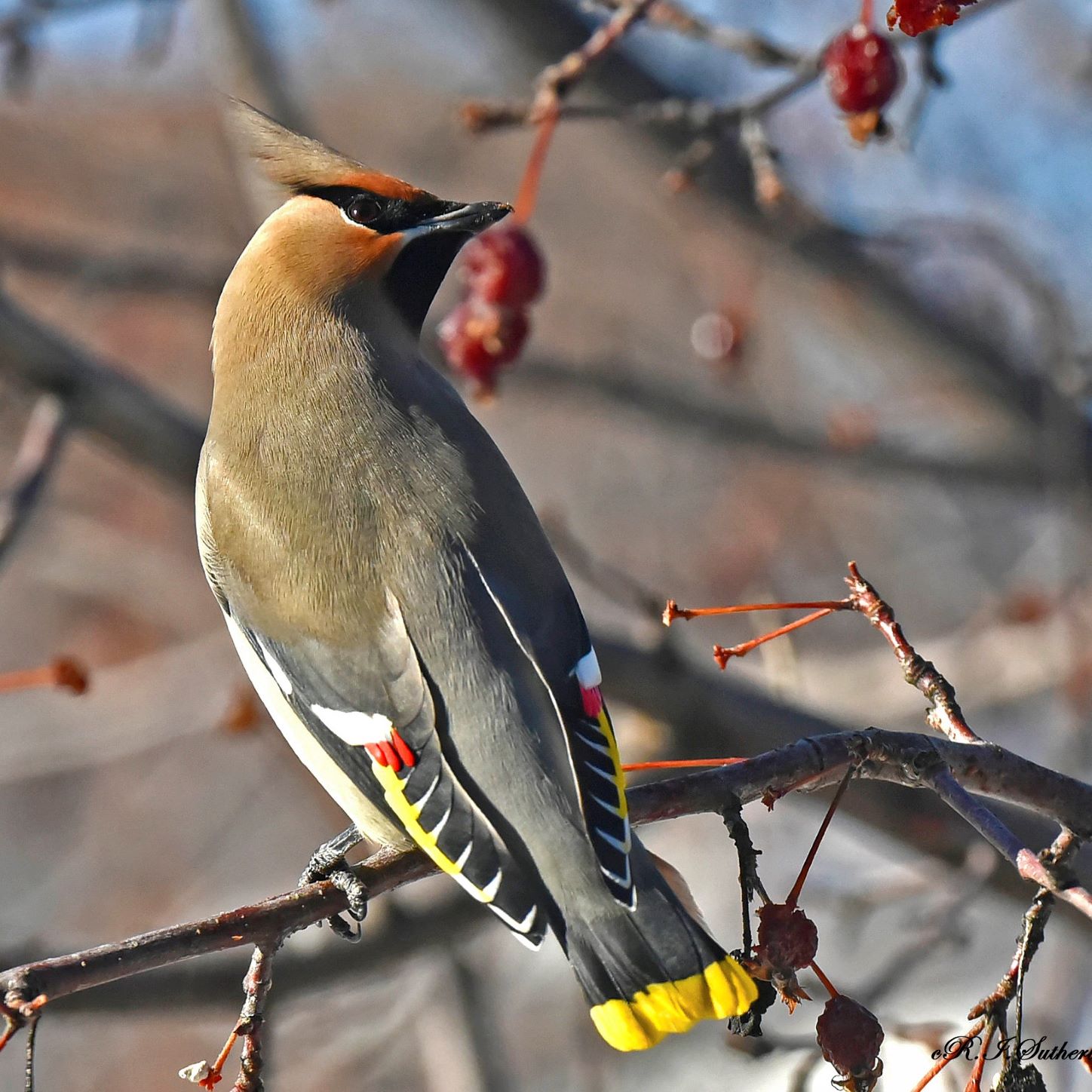 Waxwing perched on a branch