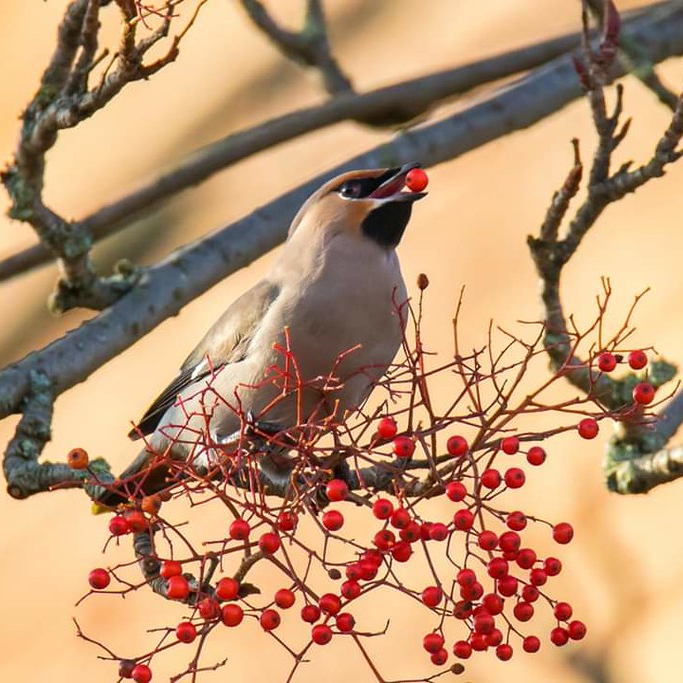 Waxwing eating a berry