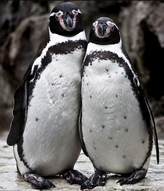 Pair of Humboldt penguins