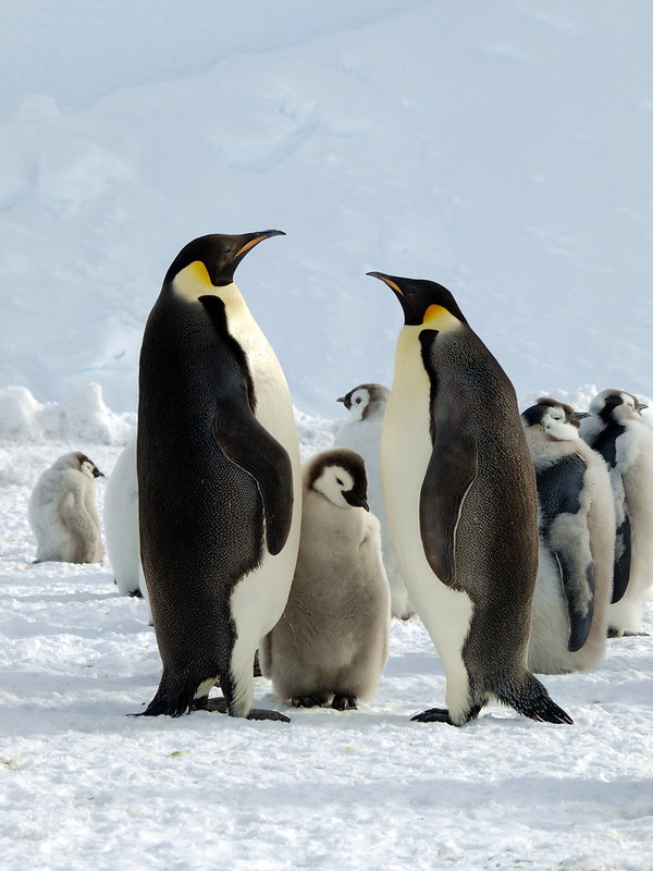 Pair of emperor penguins with a chick