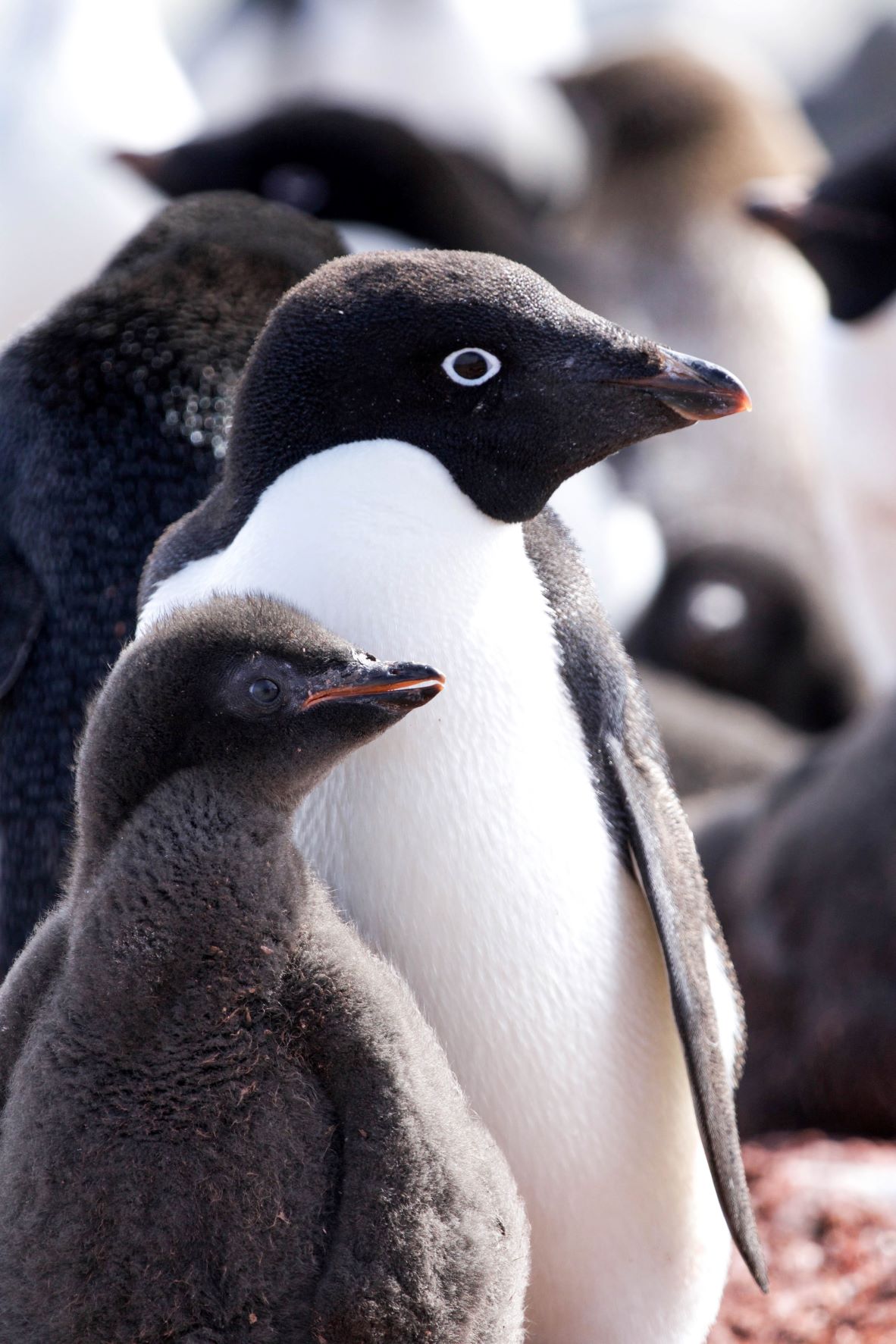 Adelie penguin and chick