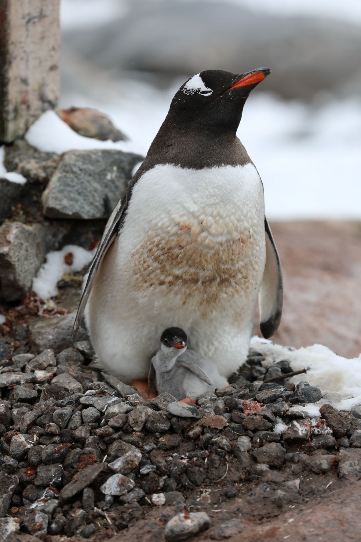 Gentoo penguin and chick
