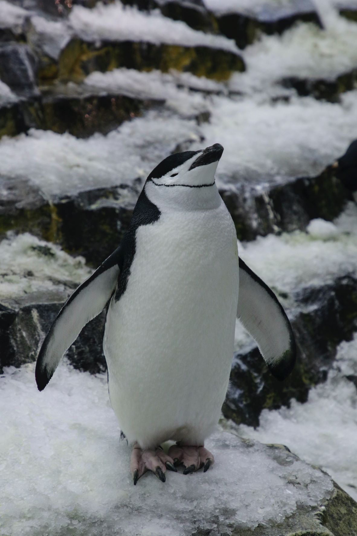 Chinstrap penguin