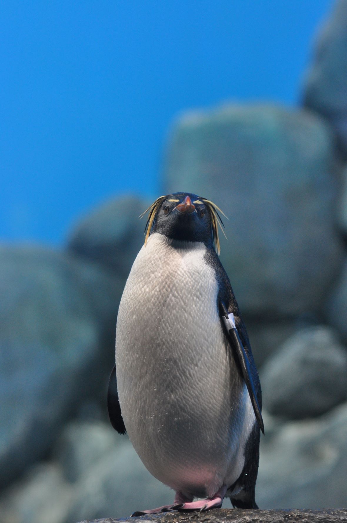 Macaroni penguin