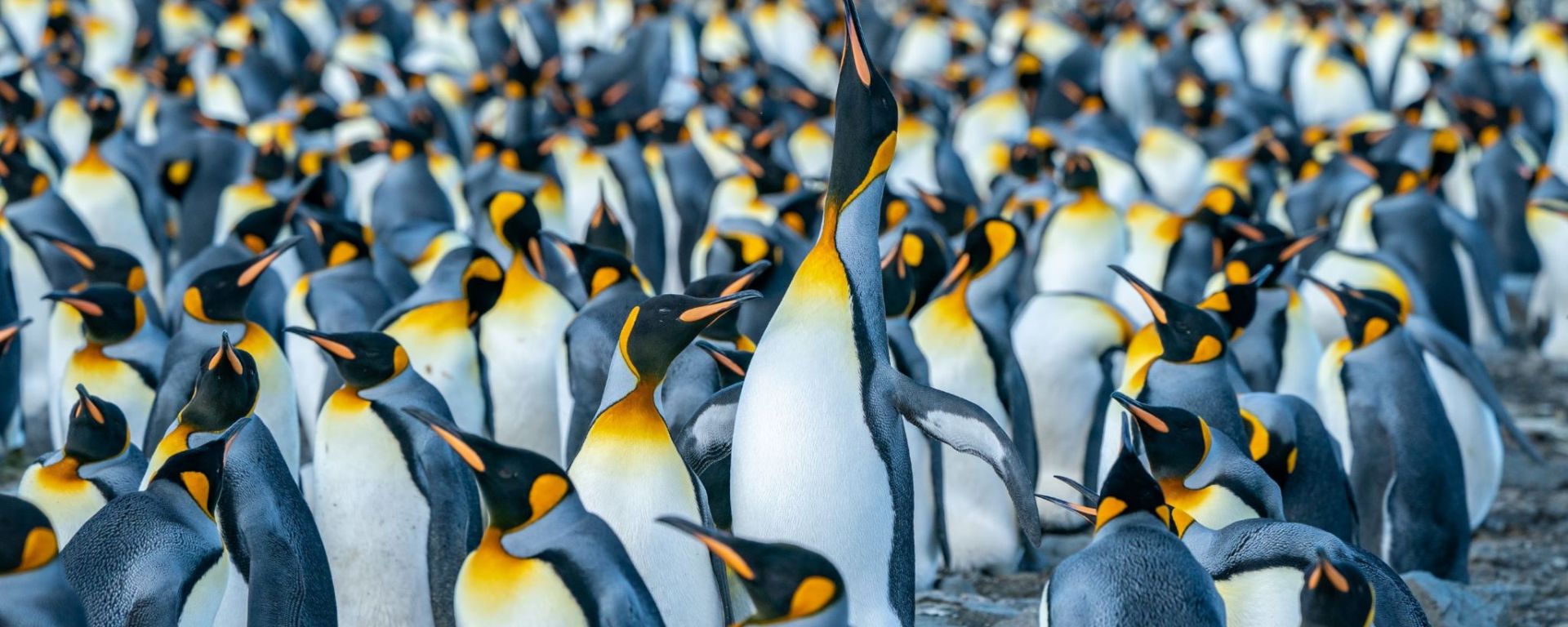 Colony of king penguins
