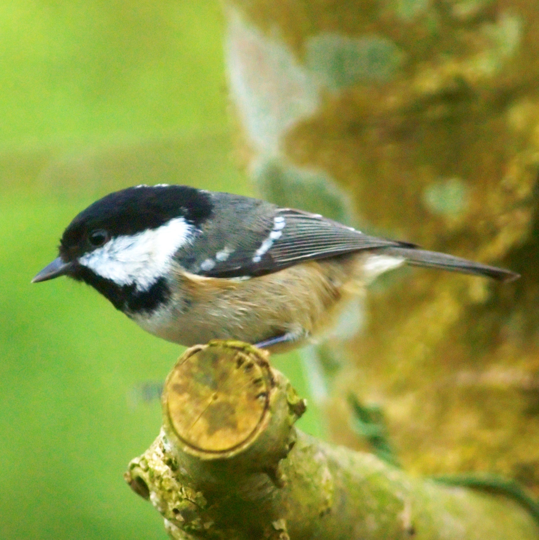 Coal Tit