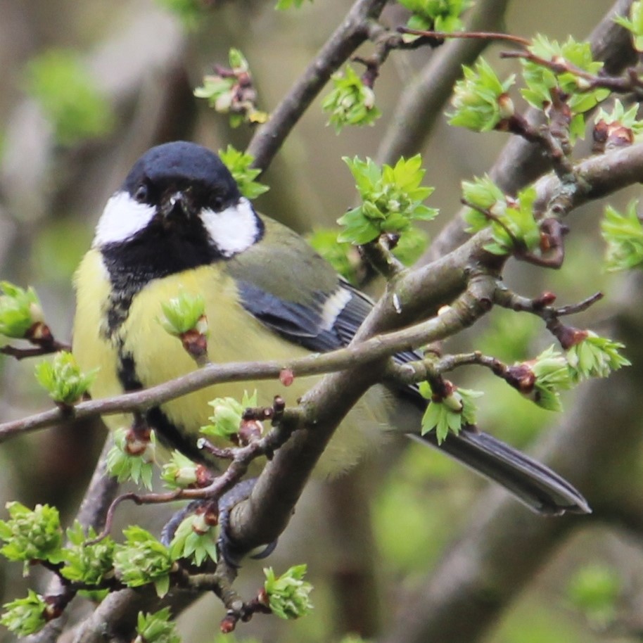 Great Tit