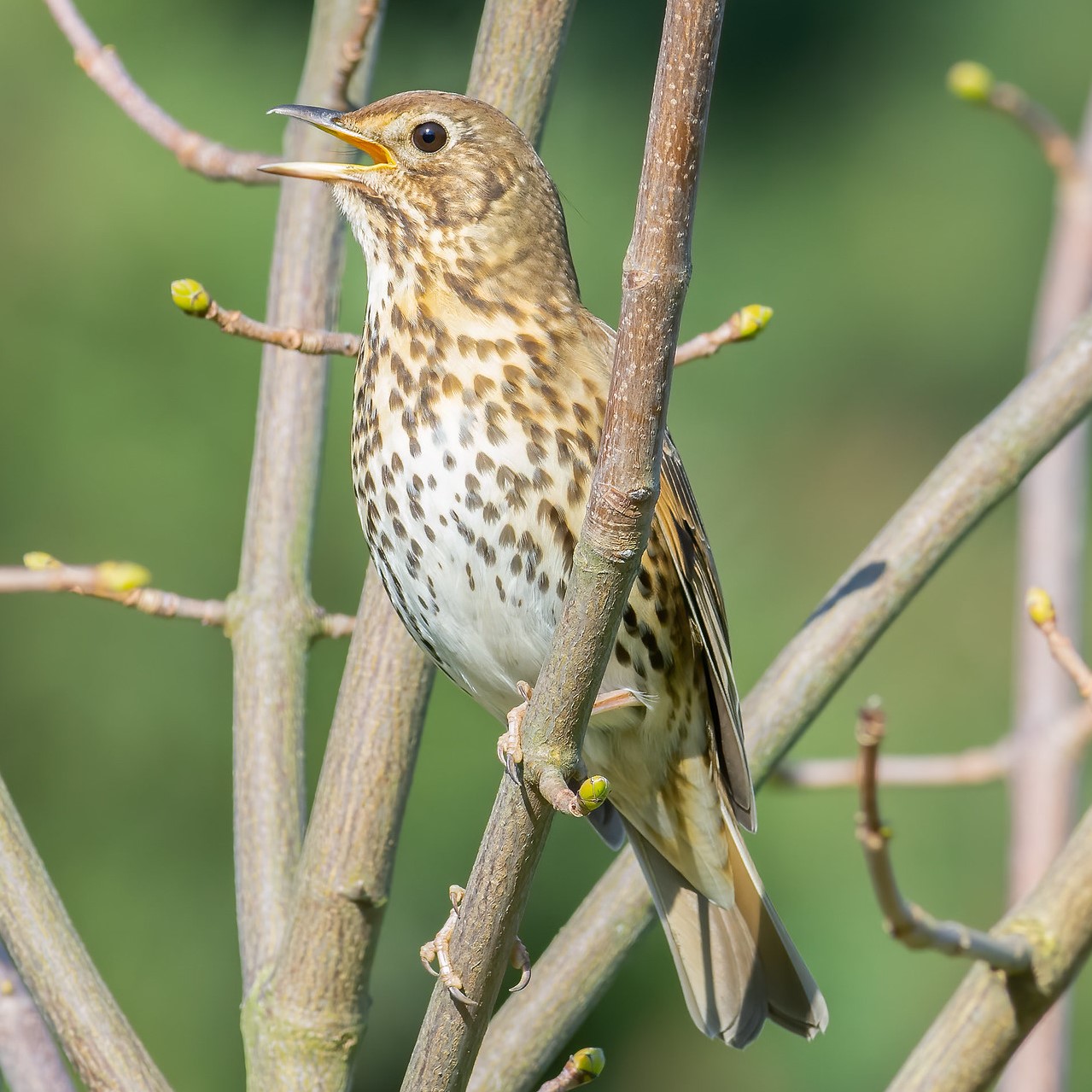 Song thrush singing