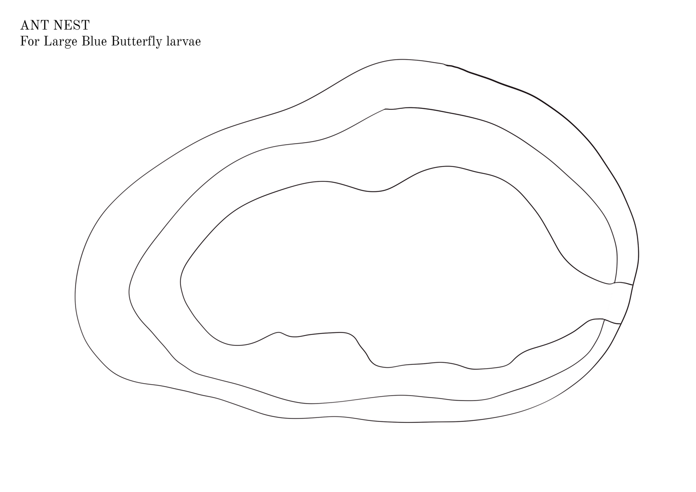 Ant nest colouring sheet