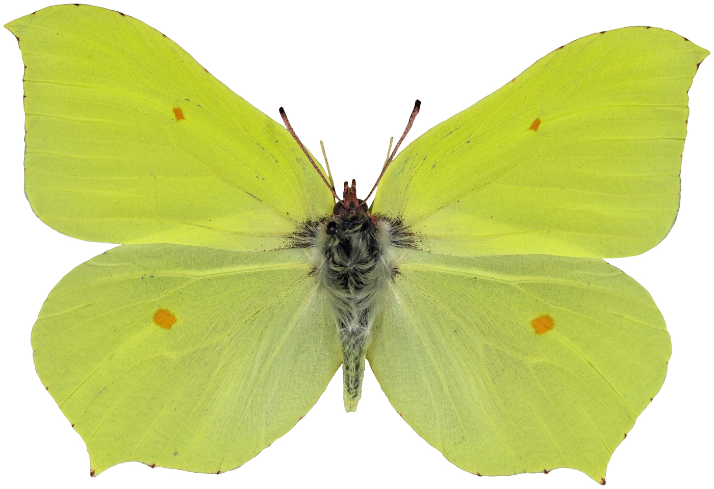 Brimstone butterfly