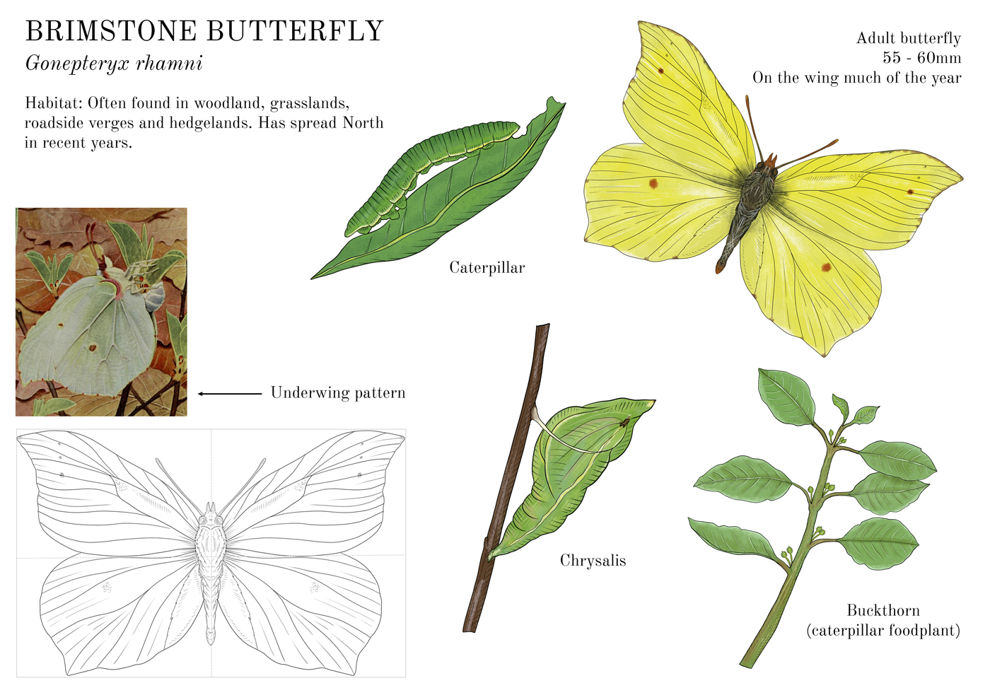 Factsheet showing drawings of Brimstone butterfly lifecycle