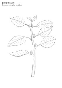 Buckthorn colouring sheet