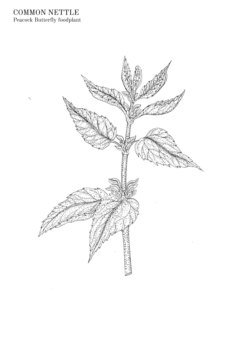 Common Nettle colouring sheet