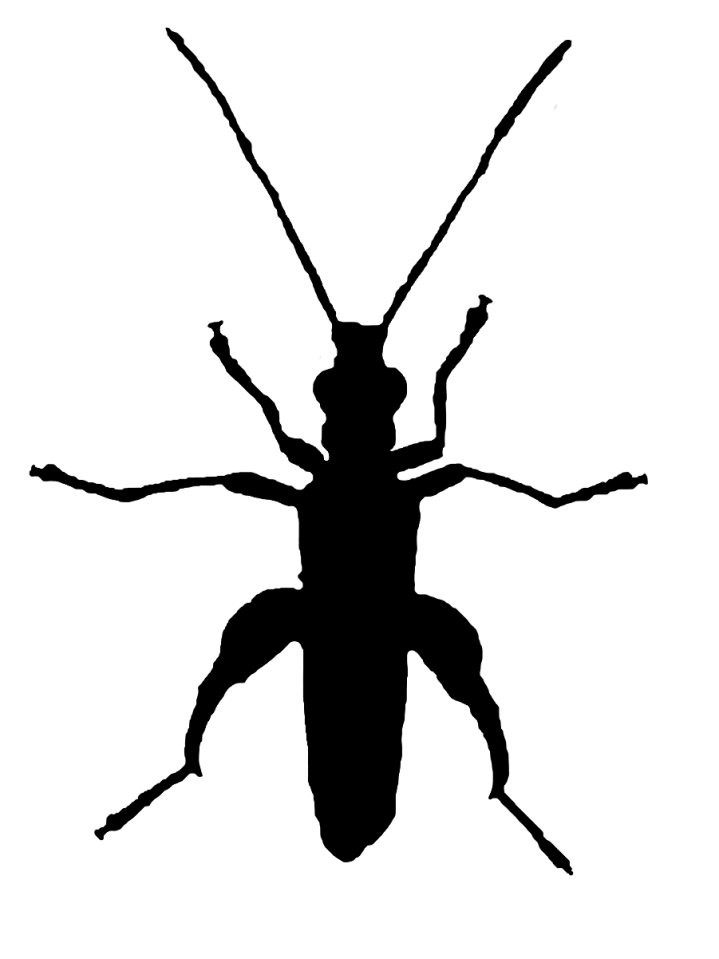 Silhouette of thick-thighed flower beetle