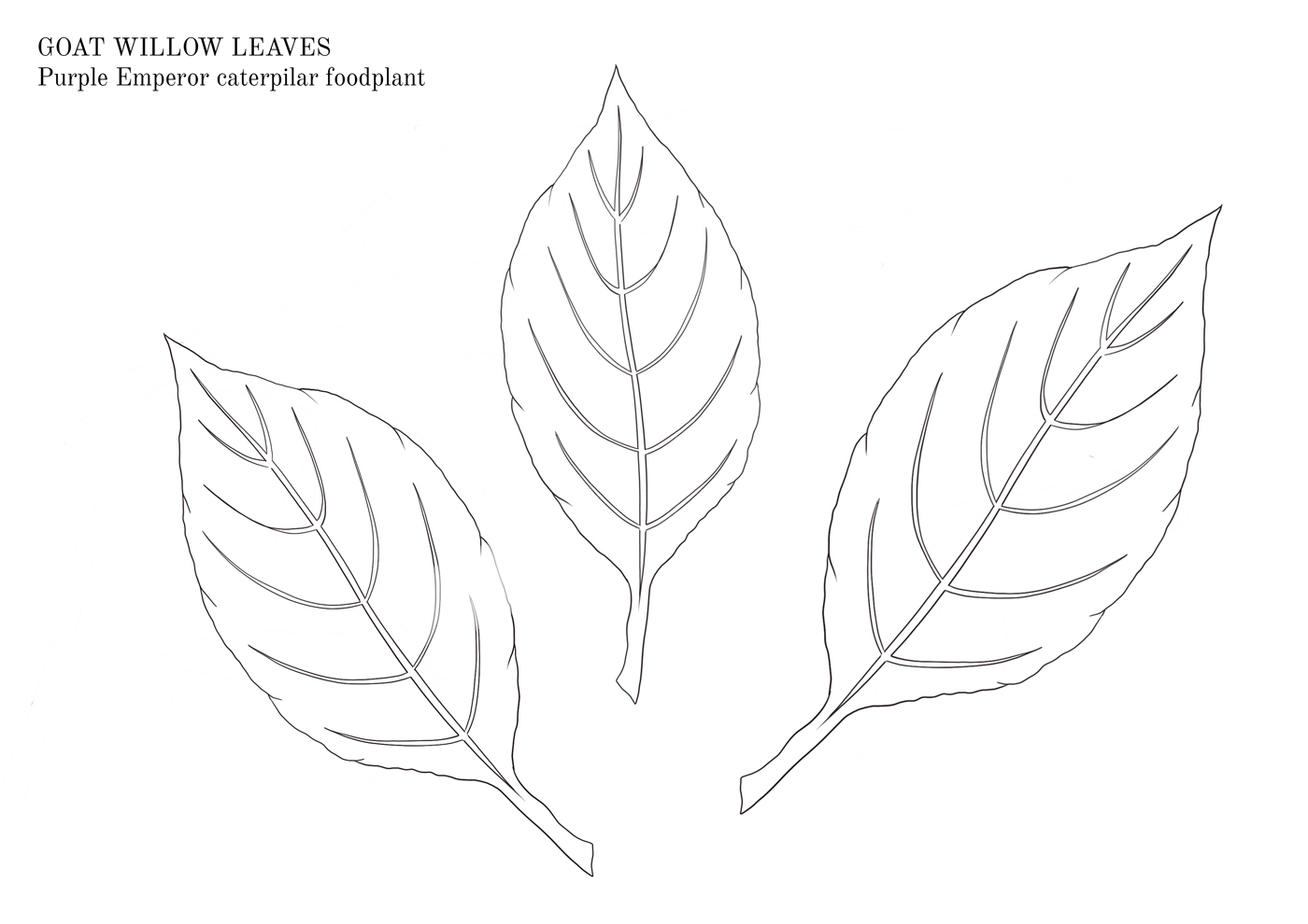 Goat willow colouring sheet