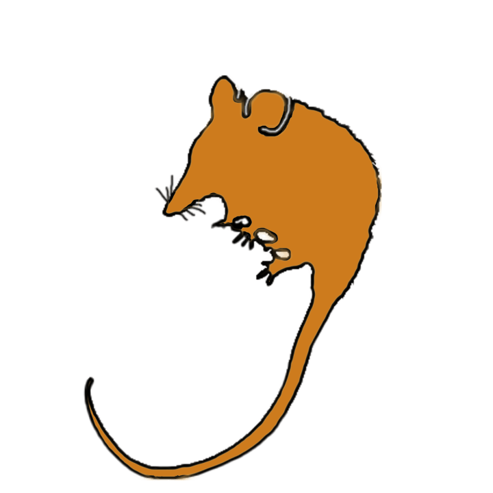 Silhouette of honey possum