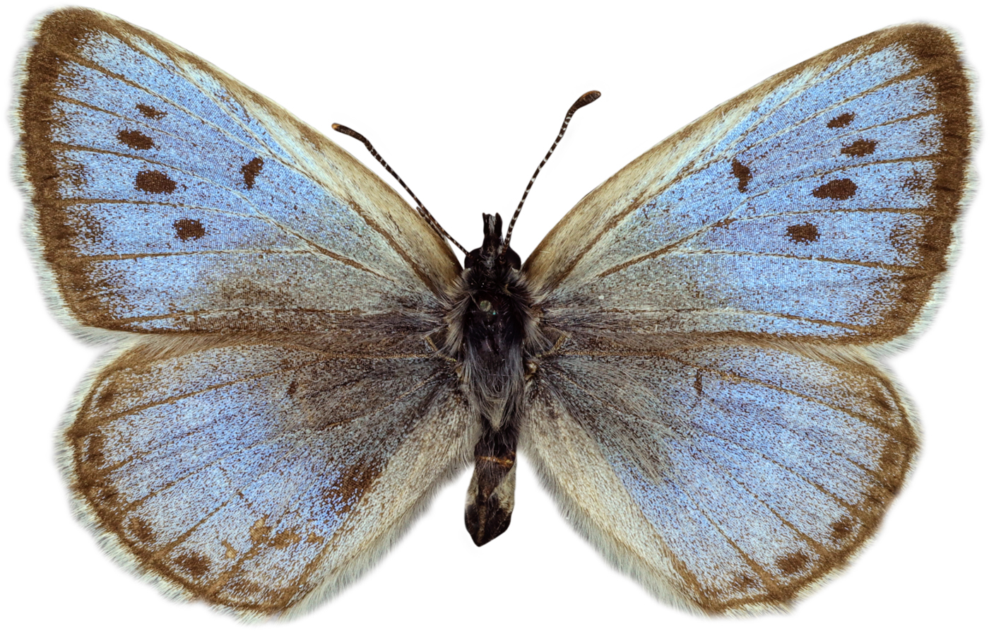 Large blue butterfly