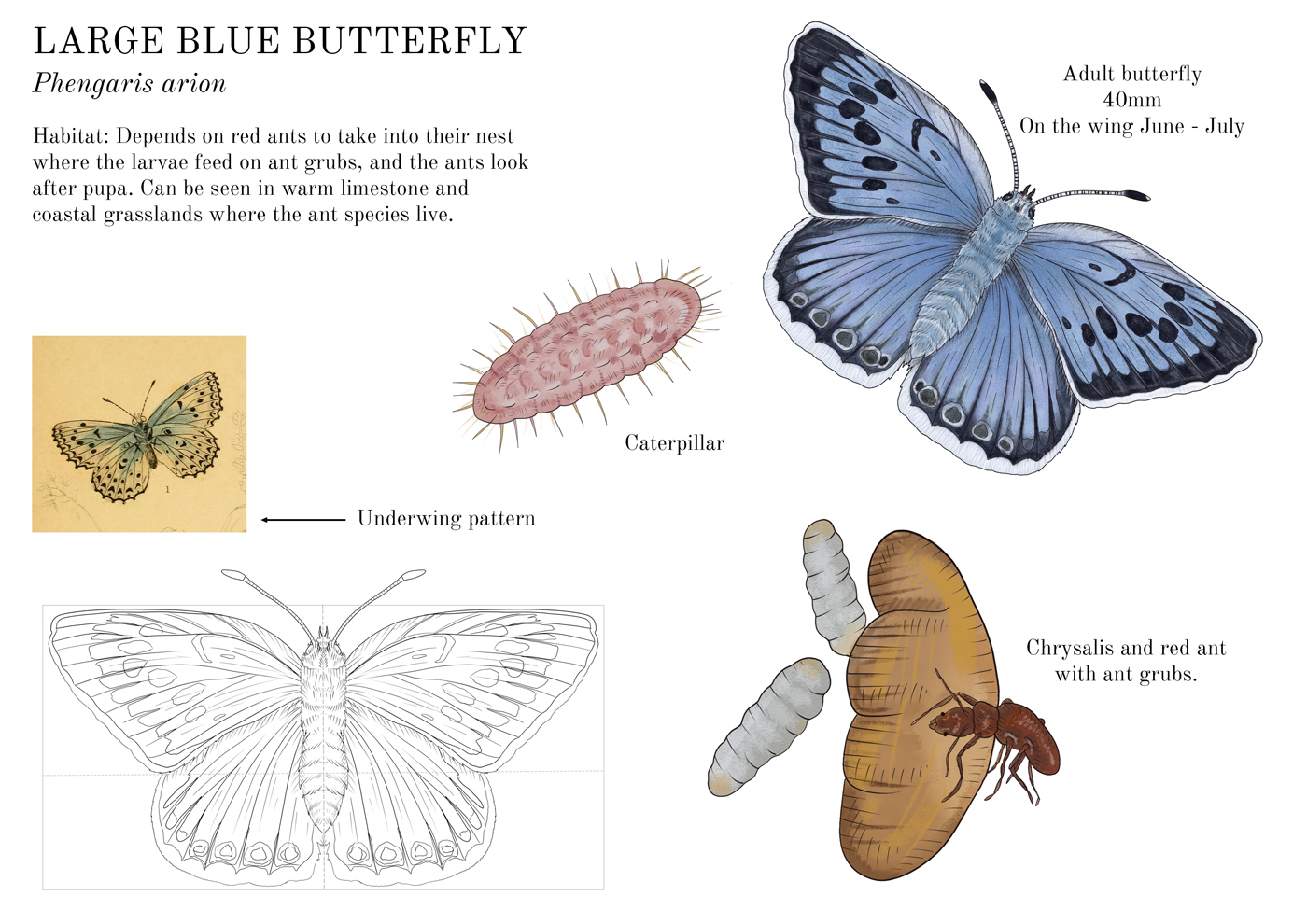 Large Blue butterfly factsheet