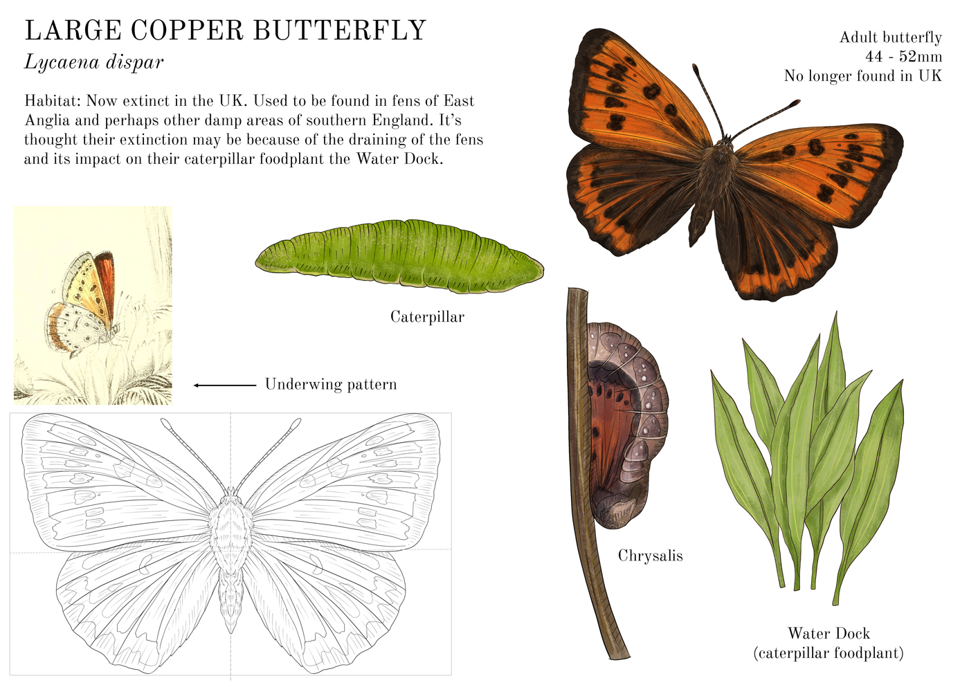 :arge Copper factsheet