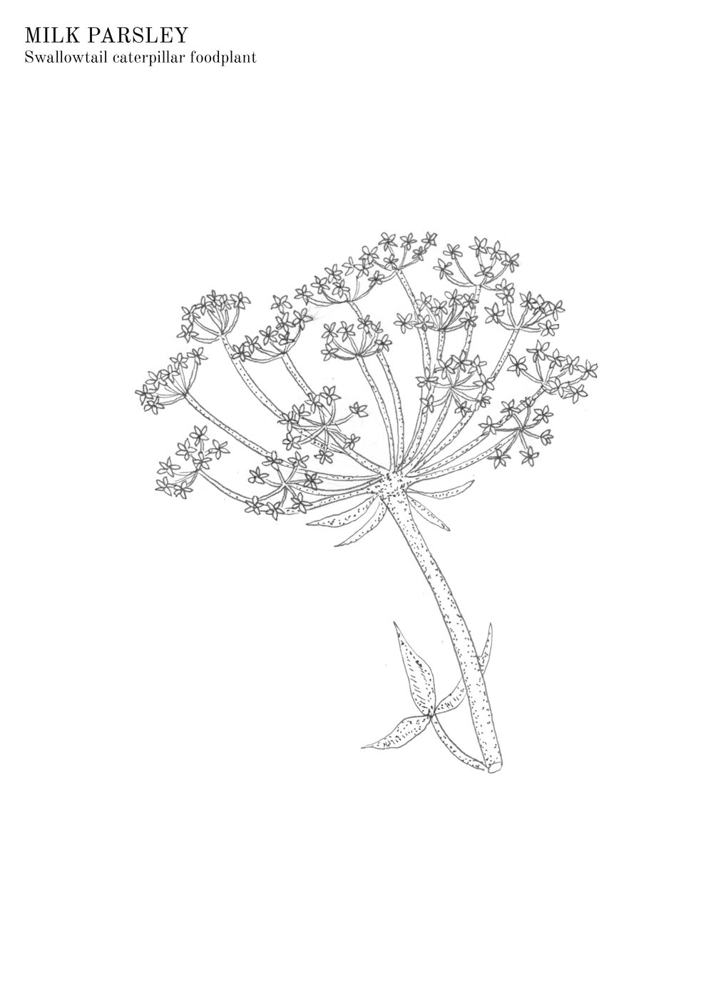 Milk Parsley colouring sheet