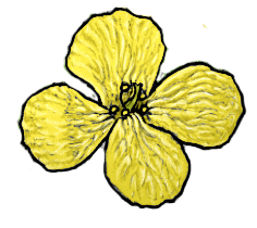 illustration of oilseed rape flower by Pablo Donado