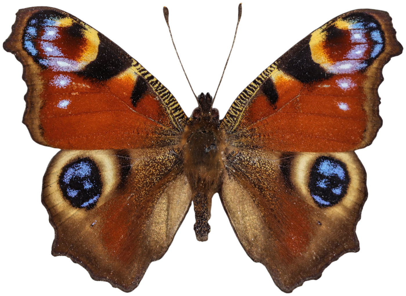 Peacock butterfly
