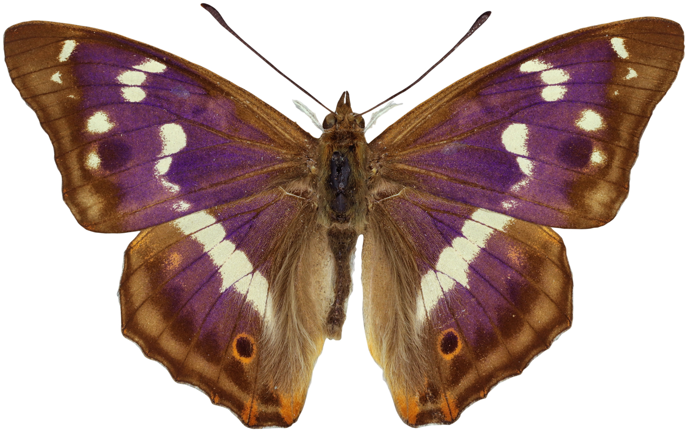 Purple Emperor Butterfly