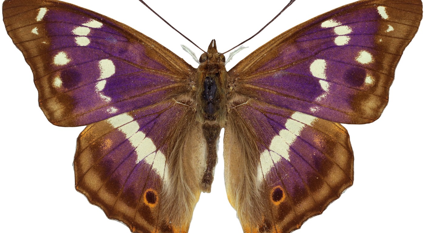 Purple Emperor Butterfly