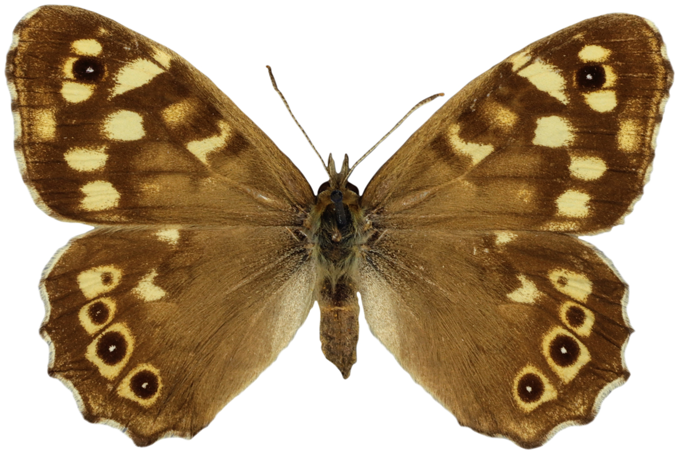 Speckled Wood butterfly
