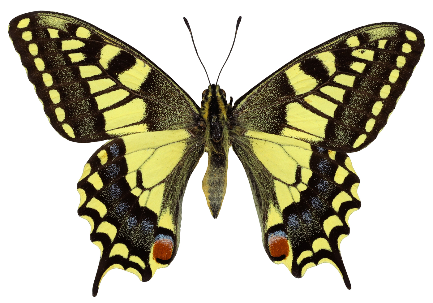 Swallowtail butterfly