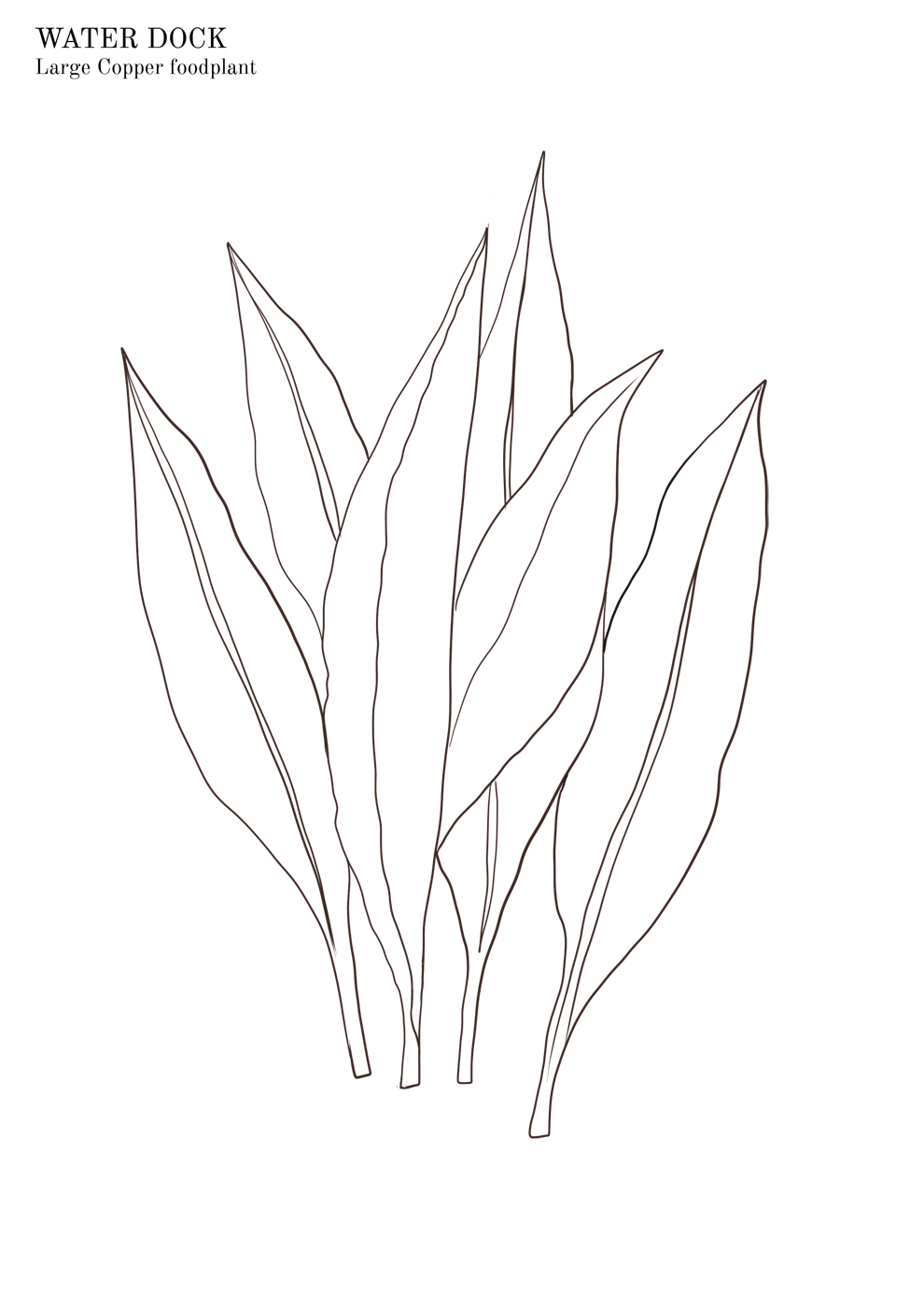 Water dock colouring sheet