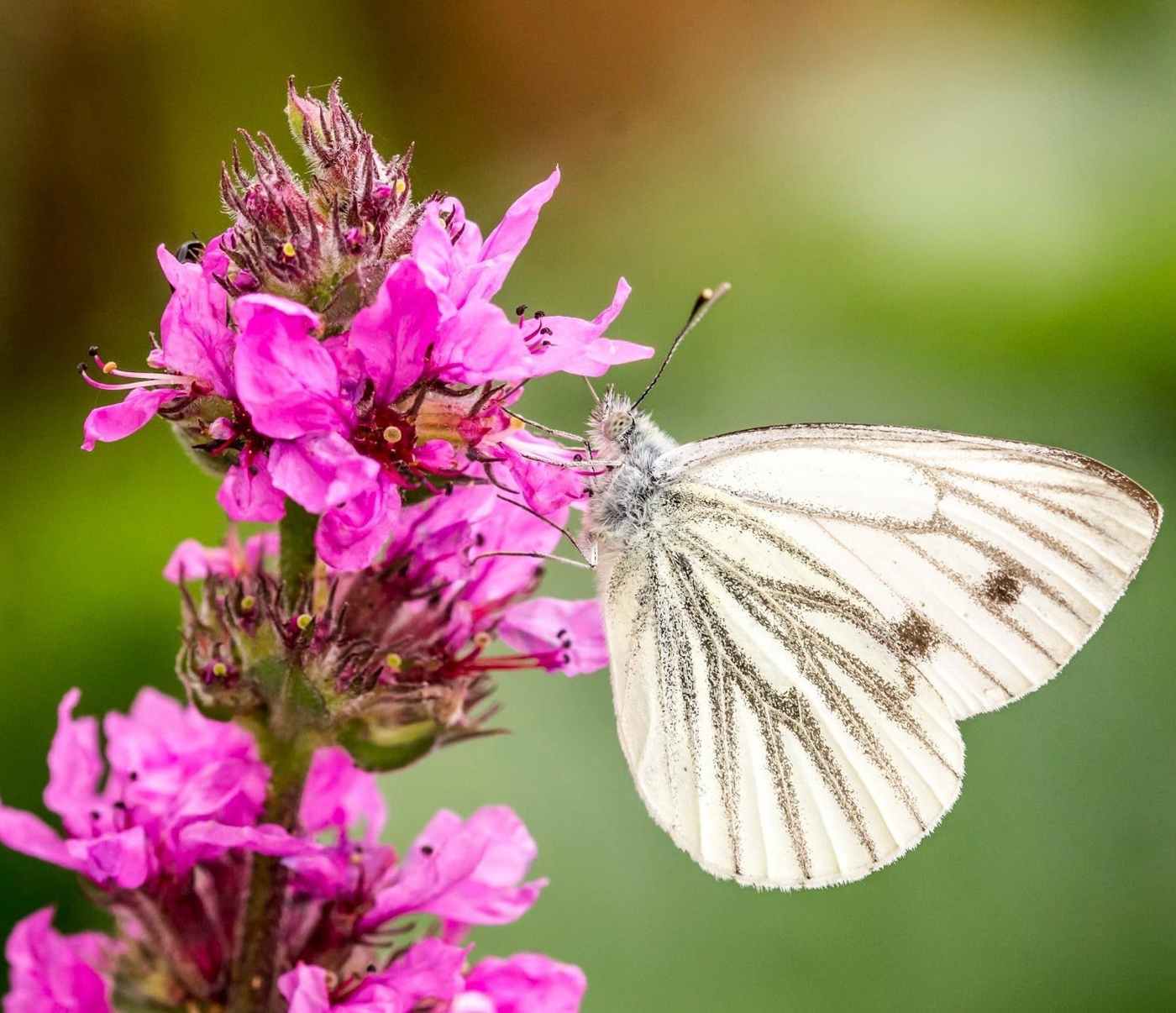 Large white butterfly on a pink flower
