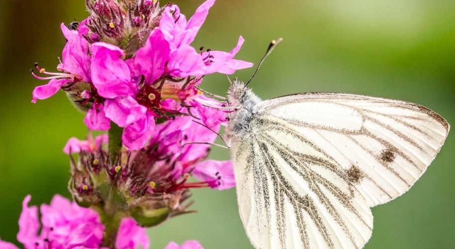 Large white butterfly on a pink flower