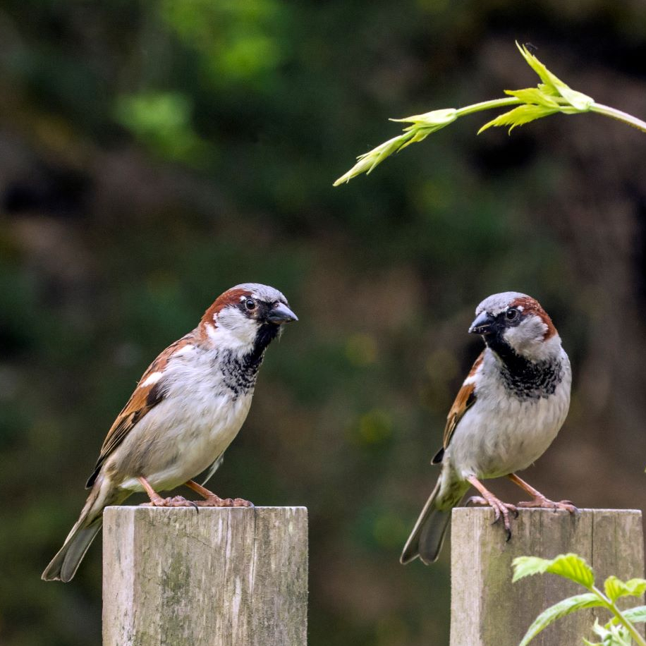 Two sparrows on fence posts