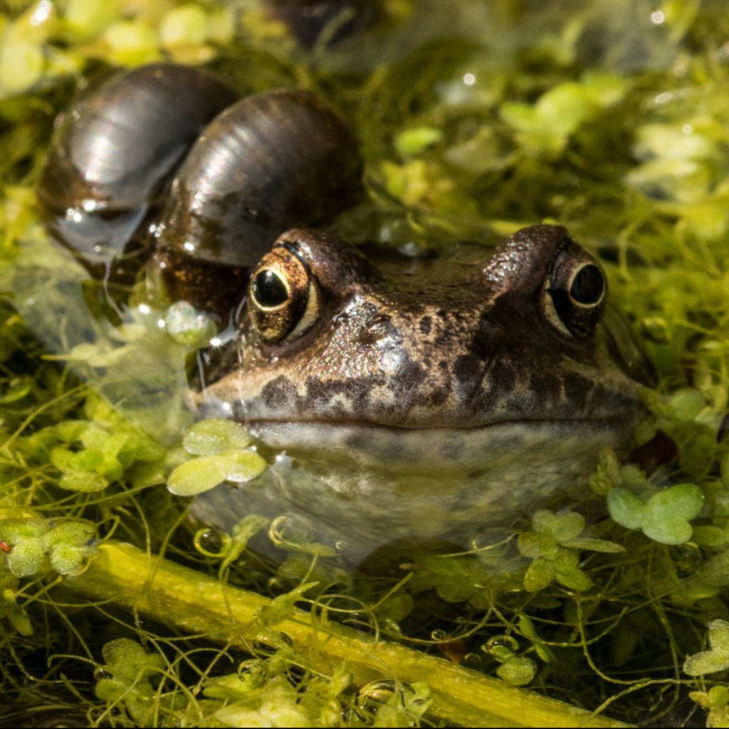 Frog and snail in water