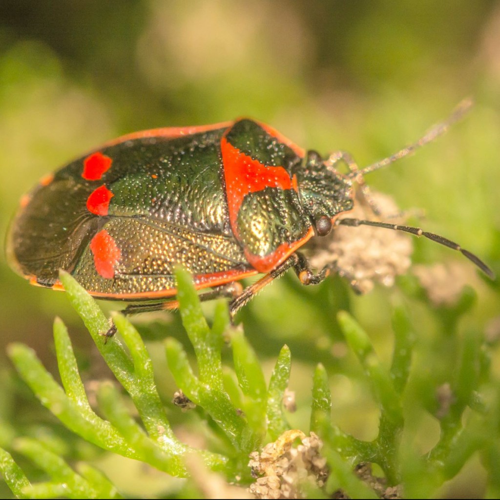 Red and black shield bug