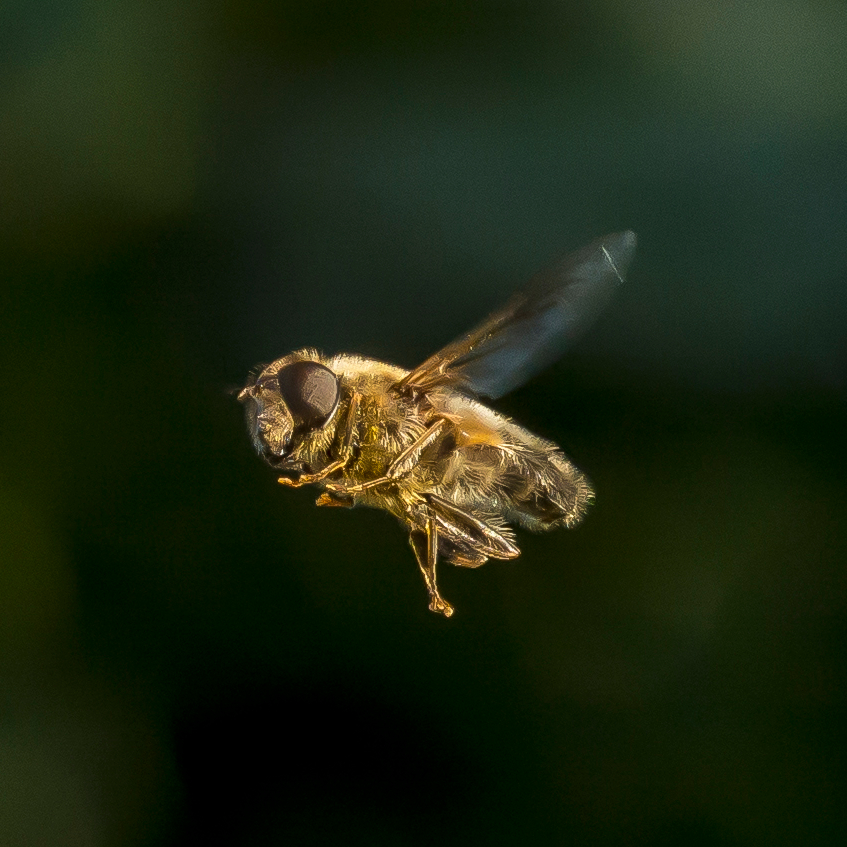 Hoverfly in flight